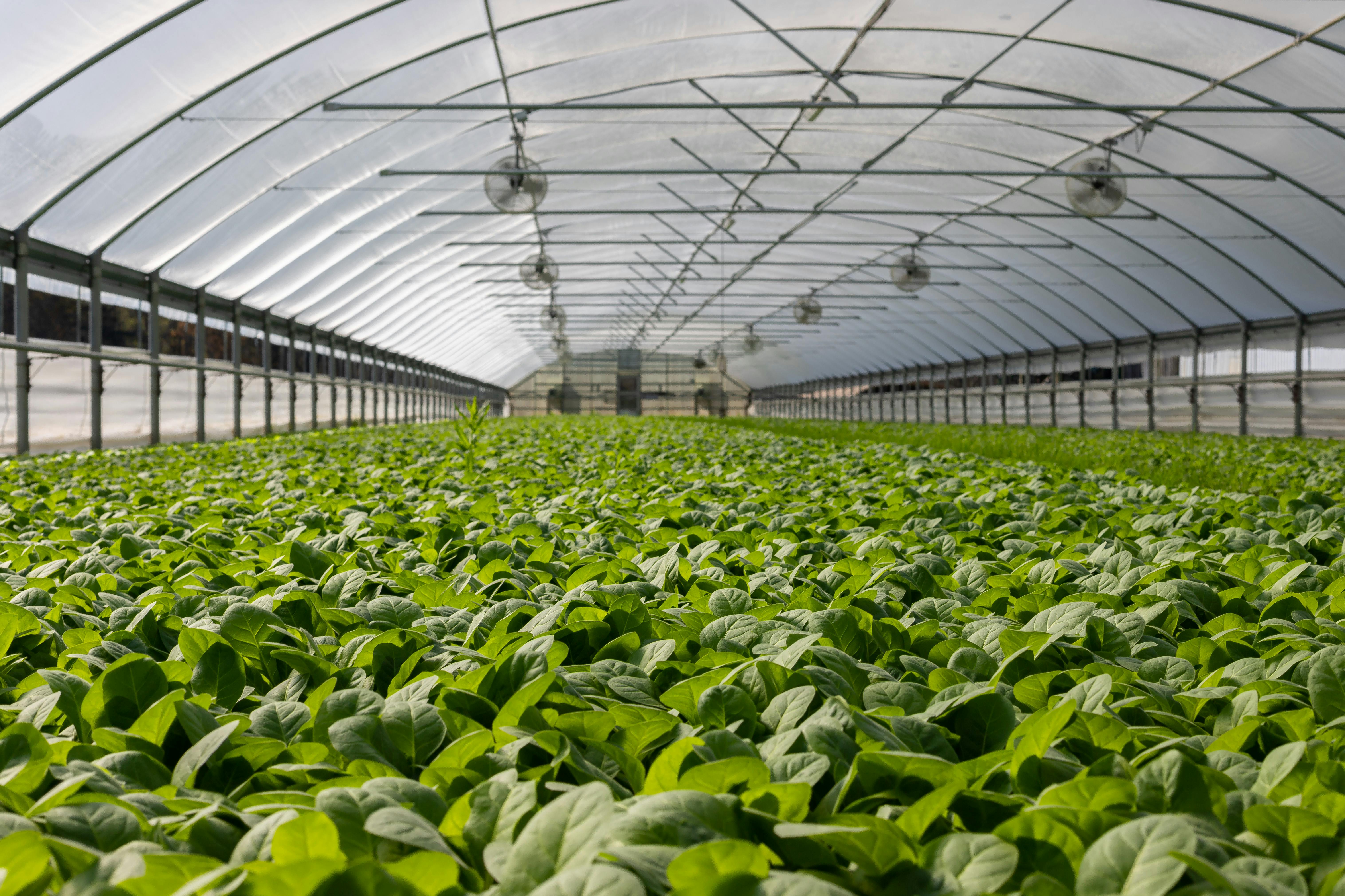 Agricultural field with IoT-based crop and soil monitoring technologies in the greenhouse